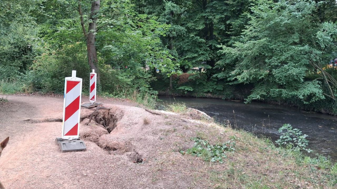 'Gevaarlijke' boom in Valkenburg weggehaald