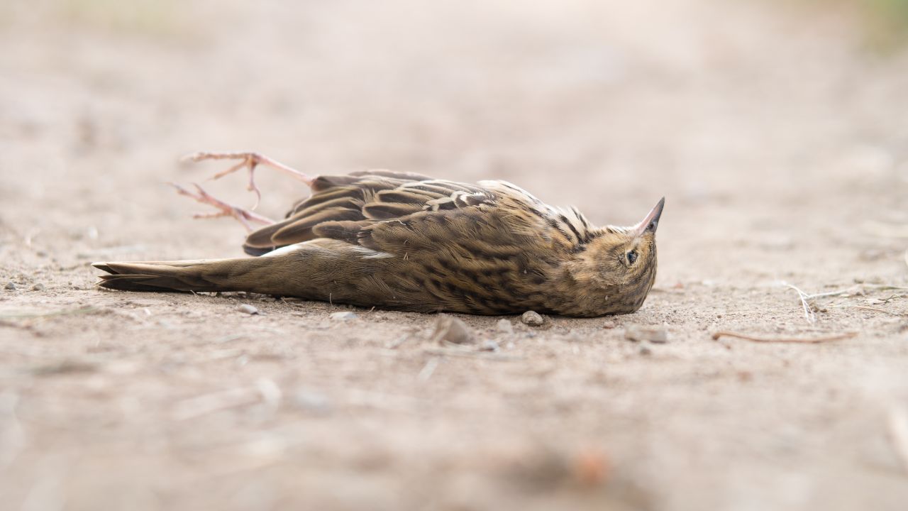 Vogelgriep vastgesteld vlak bij Maastricht: extra maatregelen rond besmetting in Tongeren