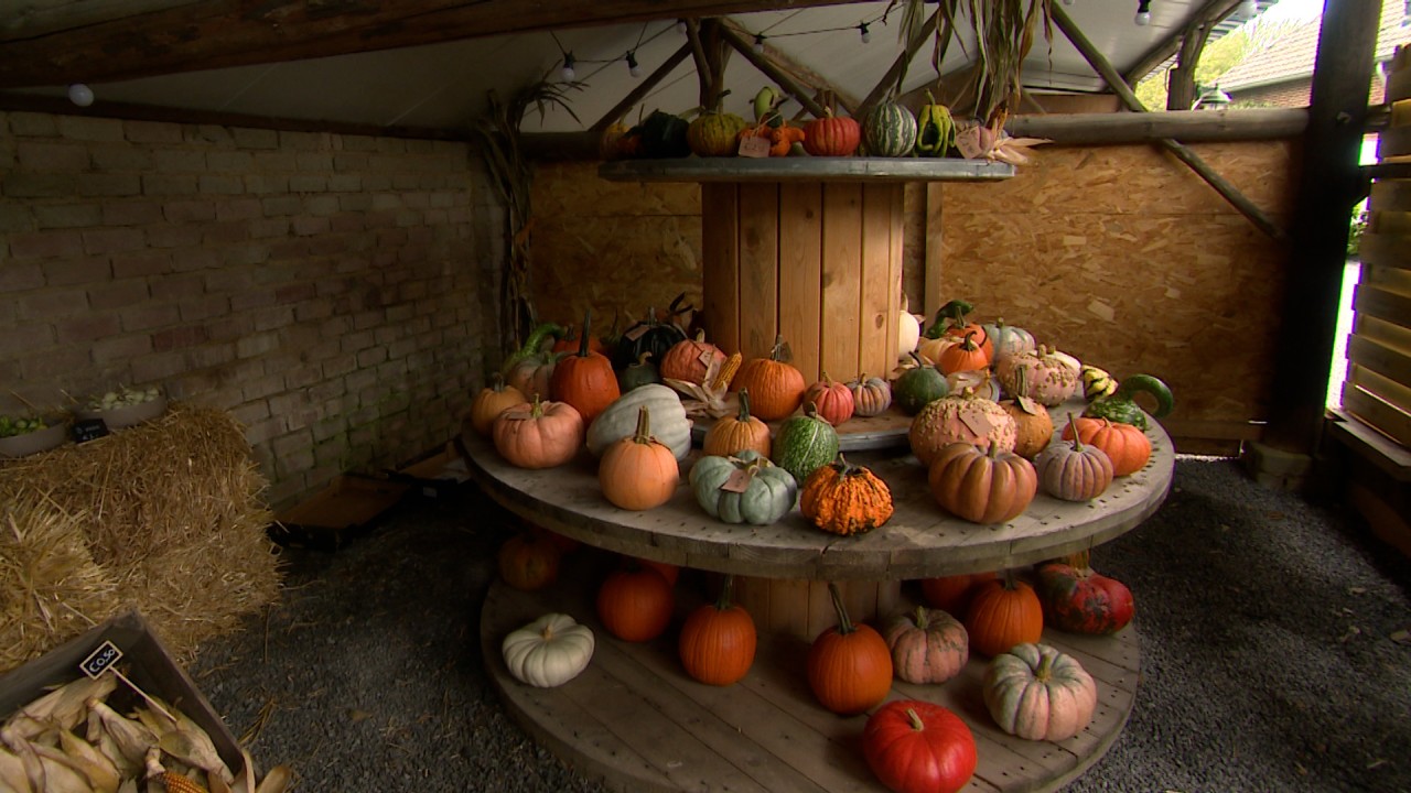 Van veld tot Halloween: pompoenseizoen in volle gang